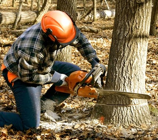 Tree Removal in Crumpton, MD